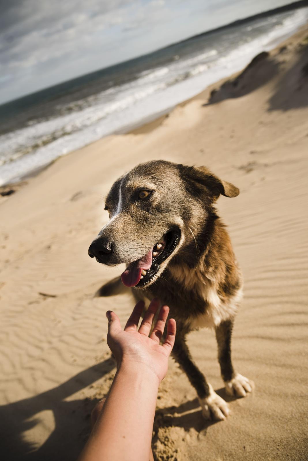 Imagen Turismo Pet Friendly