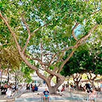 Imagen Árboles de Eivissa