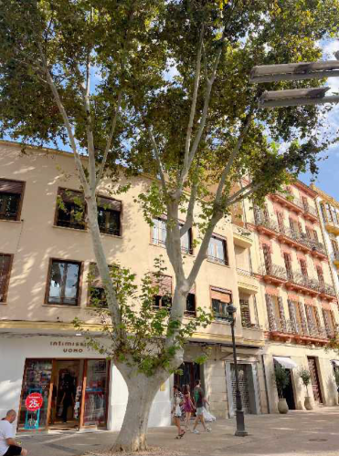 Platanus x hispanica