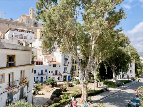 Eucalyptus globulus (2)