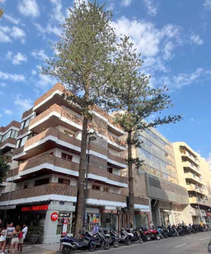 Araucaria heterophylla