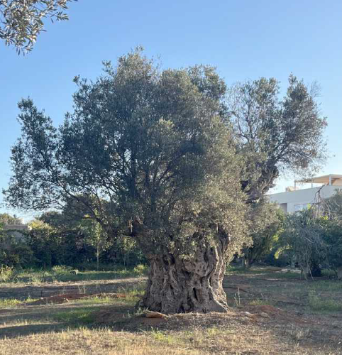 Olea europaea