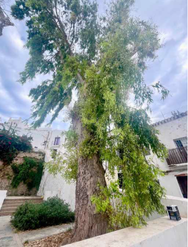 Eucalyptus globulus2