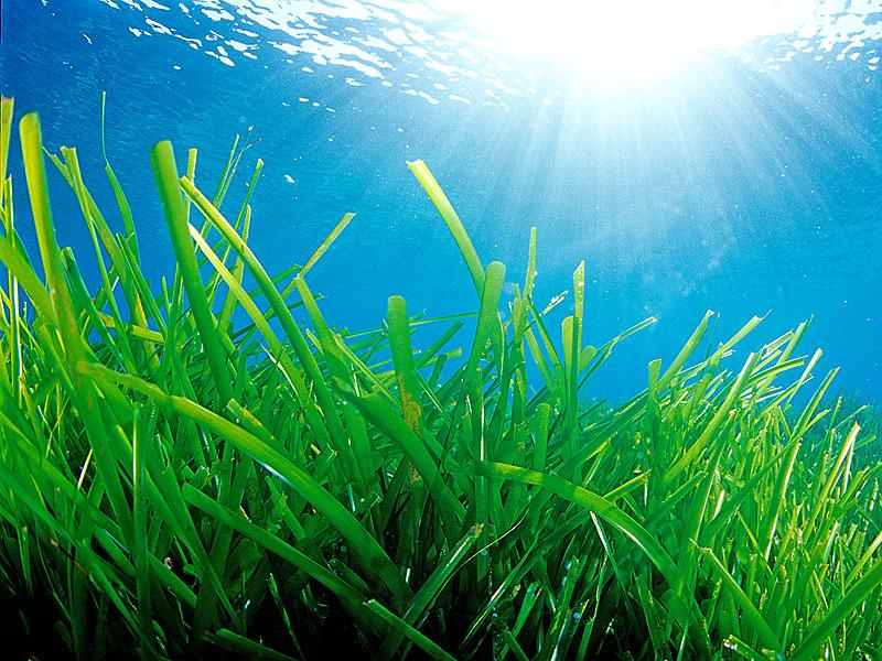 Imagen Praderas de posidonia oceanica