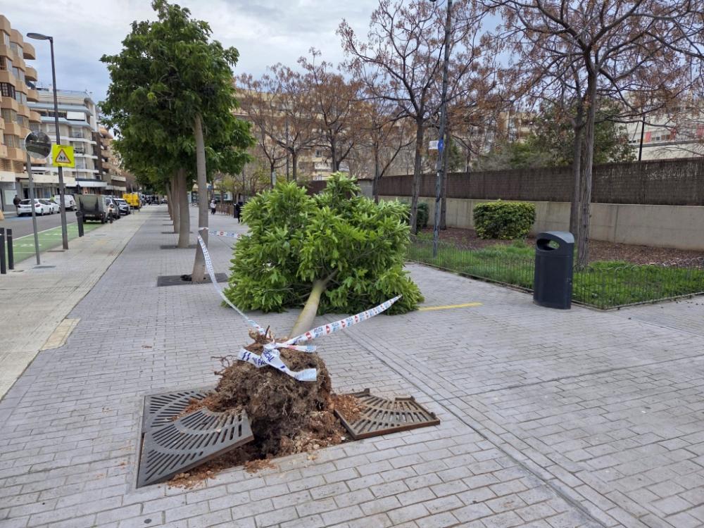Imatge L’Ajuntament d’Eivissa tramita ordres d’execució per garantir la...