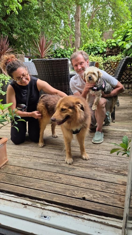 Imatge L’Ajuntament d’Eivissa suma una nova sanció per abandonament animal amb...