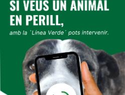 Eivissa incorpora les denúncies anònimes sobre benestar animal a la seva Línia Verda