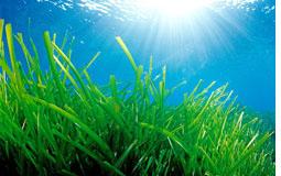 Imatge Eivissa Patrimoni mundial