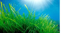 Imagen Posidonia