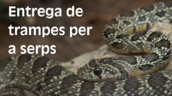 Imagen El Ayuntamiento de Eivissa y el COFIB entregarán trampas para serpientes...