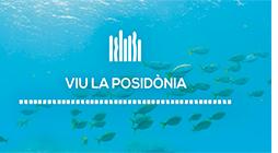 Imagen Vive la Posidonia empieza a monitorizar la floración de la pradera submarina con fines científicos.