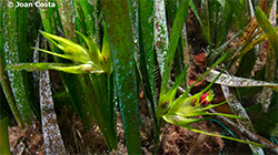 Floració posidònia